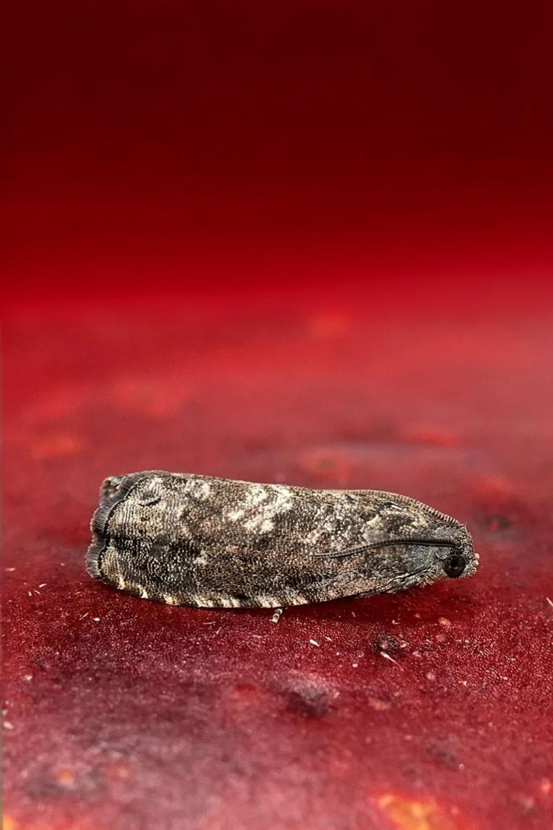 ISOMATE_A-OFM ISOMATE A/OFM - Image 1