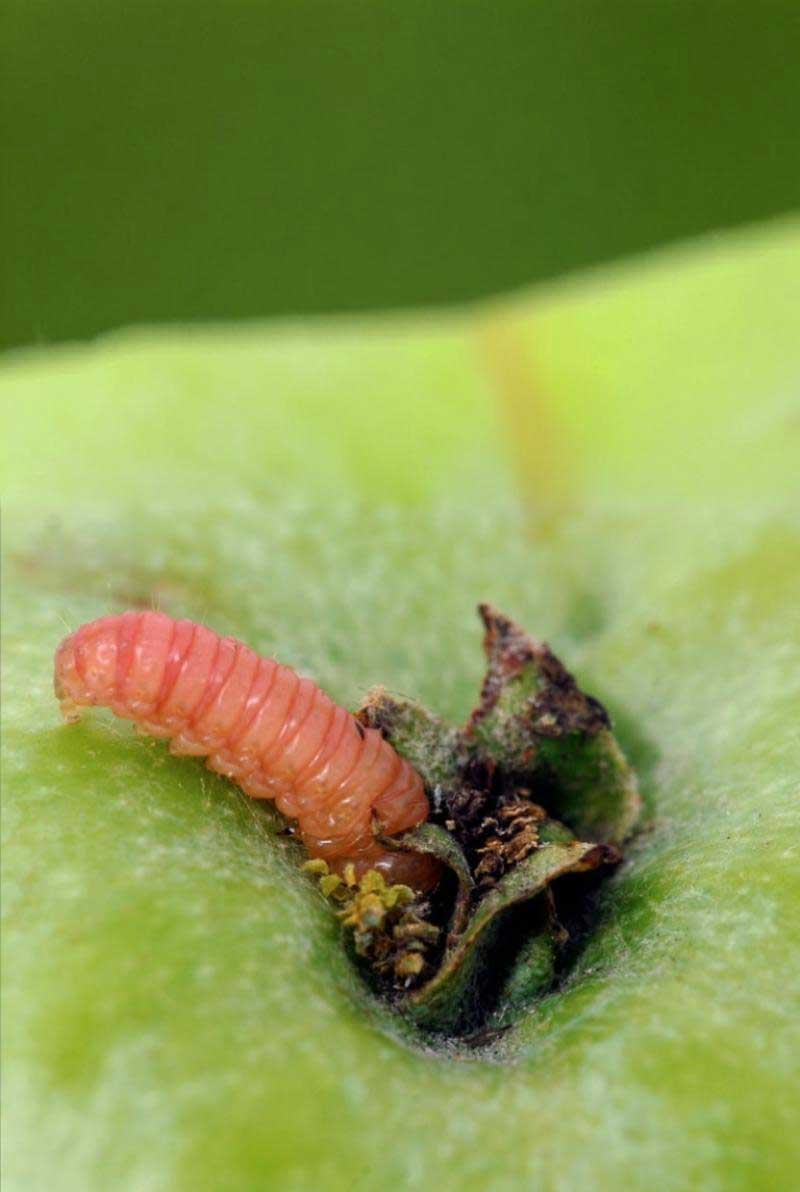 isomate-ctt ISOMATE CTT - Image 1