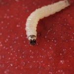 ISOMATE OFM Rosso FLEX