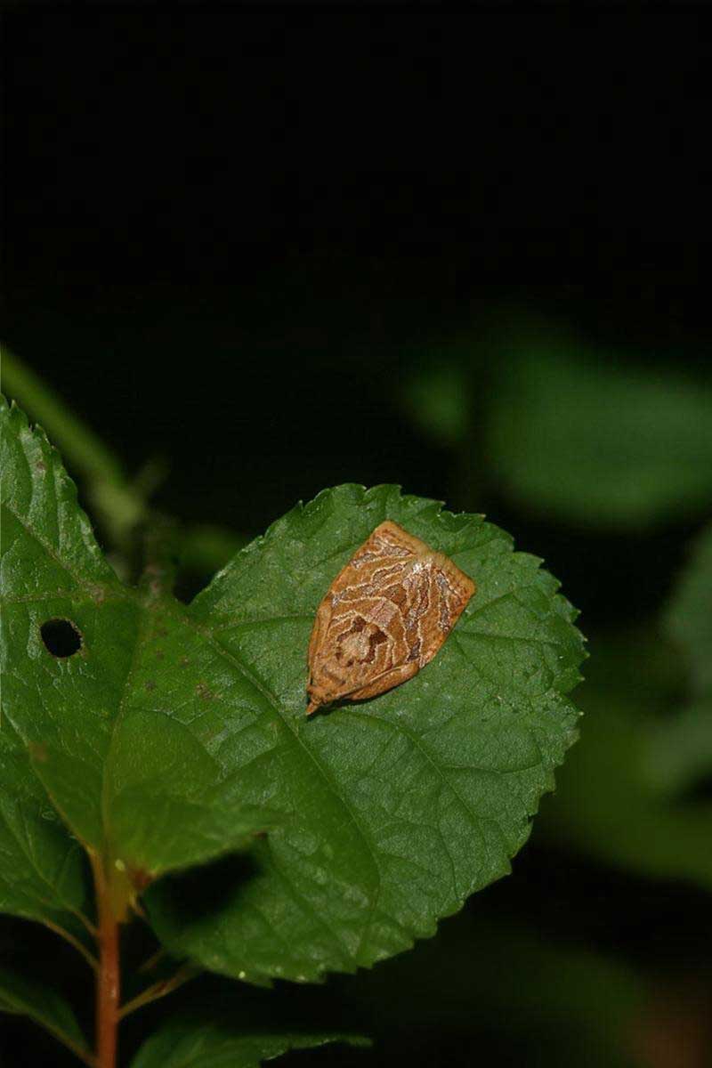 isonet-lr--enemy ISONET LR - Image 1