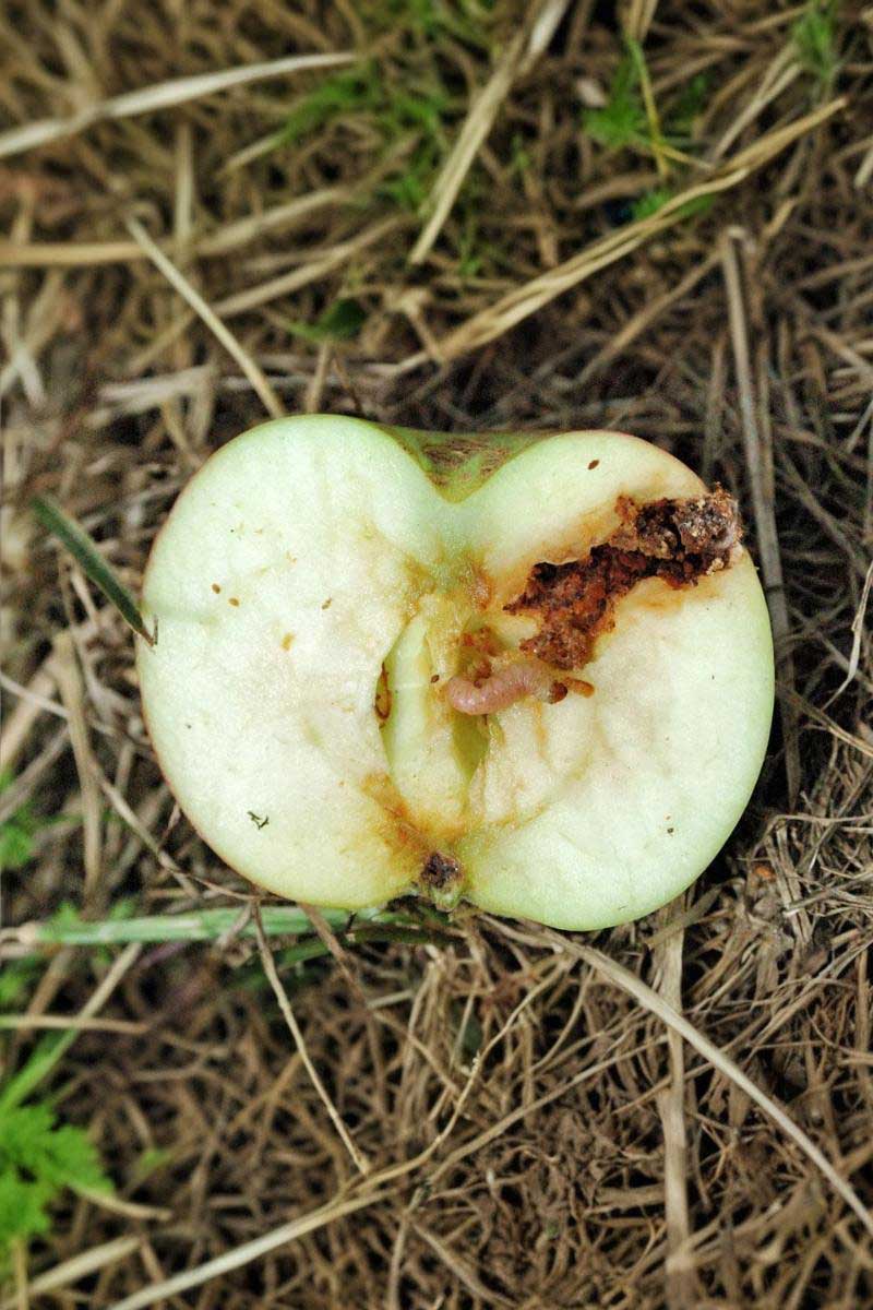 mister-c--enemy MISTER C - Image 1