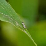 MISTER P (Έγκριση 120 ημερών)