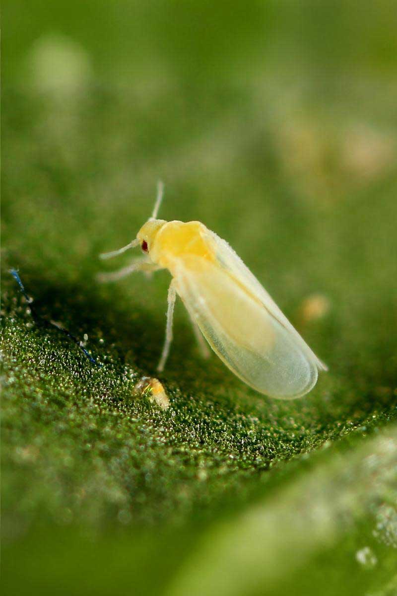 tecbom Tec-Bom - Image 1