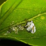 Tutavir ('Εγκριση 120 ημερών)