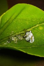 Tutavir (Emergency registration)