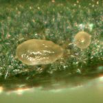 CaliCombo (Neoseiulus californicus + Carpoglyphus lactis/1 lit bottle & 5 lit bag)