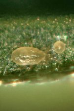 CaliCombo (Neoseiulus californicus + Carpoglyphus lactis/1 lit bottle & 5 lit bag)