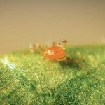 BioPersi+ (Phytoseiulus persimilis/1lit bottle)