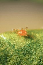 BioPersi+ (Phytoseiulus persimilis/1lit bottle)