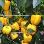 Maximus Aminomicro Universal