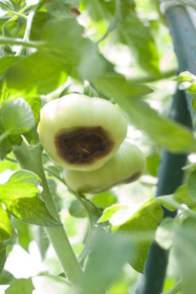 Opti-Cal Opti-Cal - Image 1