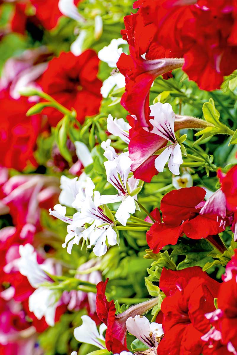 Plantella_Flower Plantella Flower - Image 1