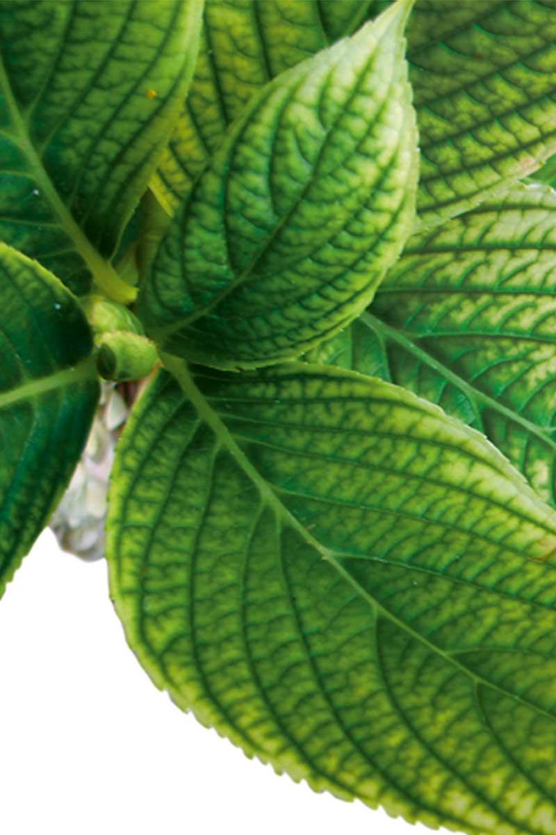 plantella_iron Plantella Iron - Image 1