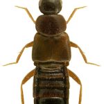 Staphyline (Atheta coriaria)