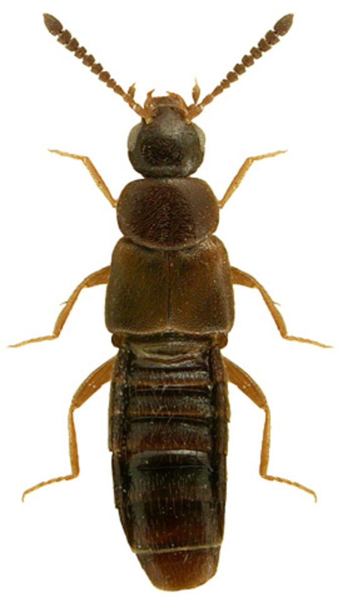 Dalotia coriaria (1) Staphyline (Atheta coriaria) - Image 1