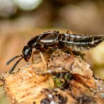 Staphyline (Atheta coriaria)