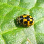 Propylea (Propylea quatuordecimpunctata)